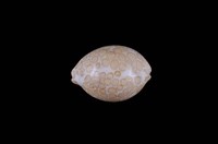 藏品(瑪利亞寶螺)的圖片